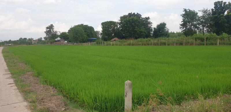 ที่ดิน 600000 สุพรรณบุรี เดิมบางนางบวช เขาดิน ที่ดิน 600000 สุพรรณบุรี เดิมบางนางบวช เขาดิน