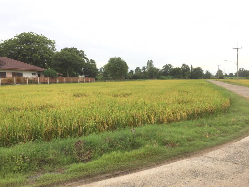ที่ดิน 600000 สุพรรณบุรี เดิมบางนางบวช เขาดิน ที่ดิน 600000 สุพรรณบุรี เดิมบางนางบวช เขาดิน